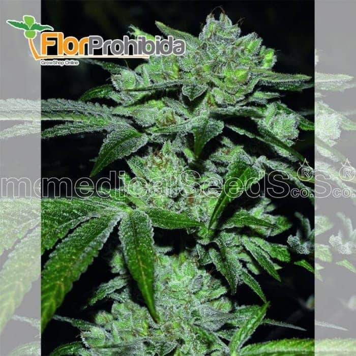 Sour Glue de Medical Seeds - Semillas de marihuana feminizadas.