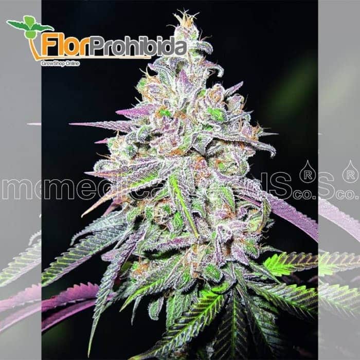 Mendocino Chanel Kush de Medical Seeds - Semillas feminizadas de marihuana.