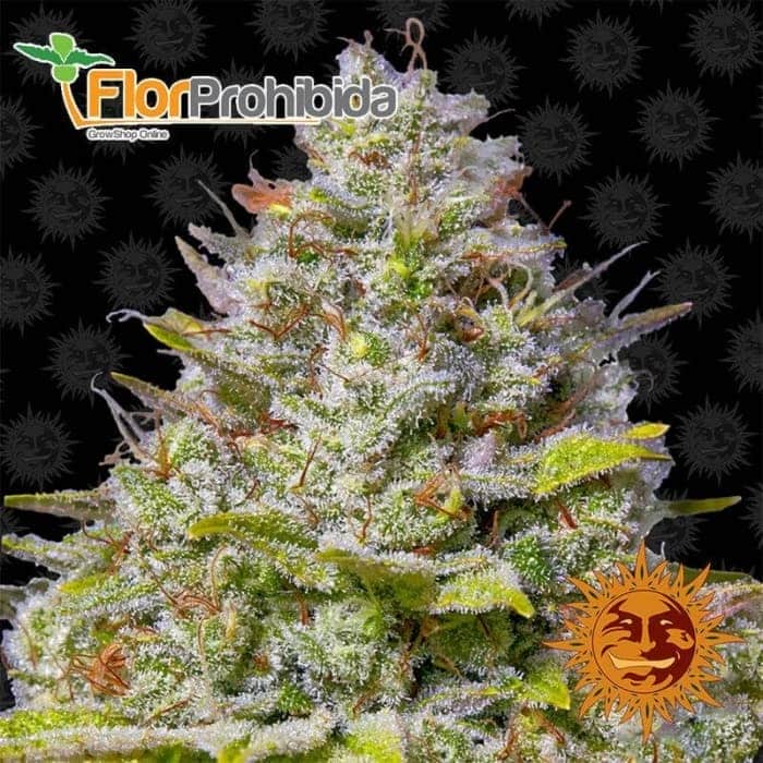 Blue Gelato 41 de Barney's Farm