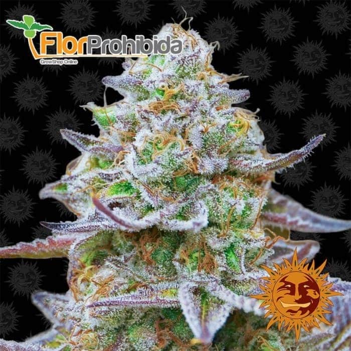 Gorilla Zkittlez de Barney's Farm - Semillas feminizadas de marihuana.