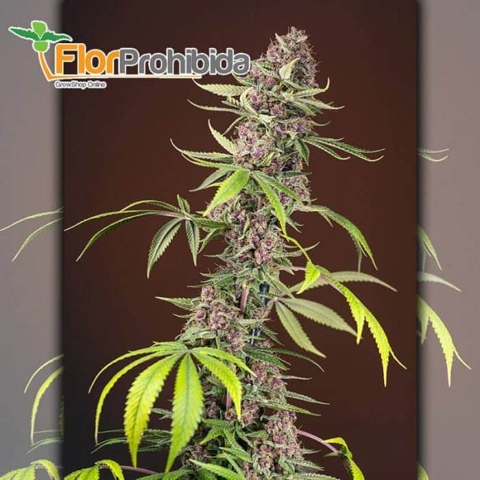 Red Mandarine F1 Fast Version de Sweet Seeds - Semillas de marihuana feminizadas.