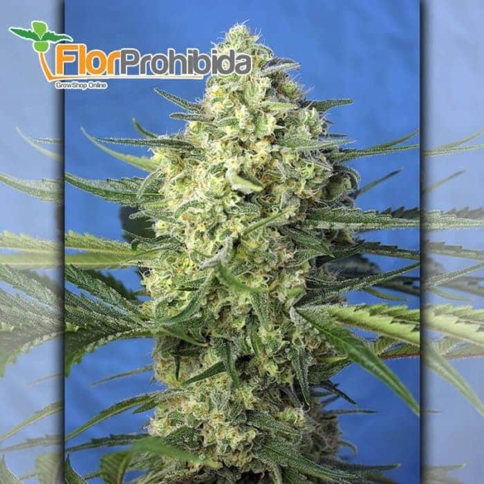 Auto Jack 47 XL de Sweet Seeds - Semillas feminizadas de marihuana.