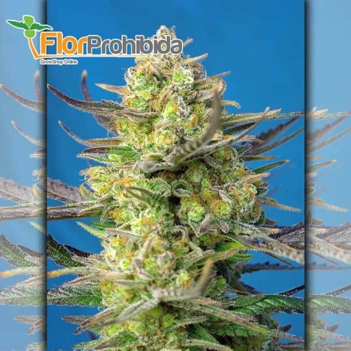 Auto Sweet Cheese XL de Sweet Seeds - Semillas de marihuana autoflorecientes.