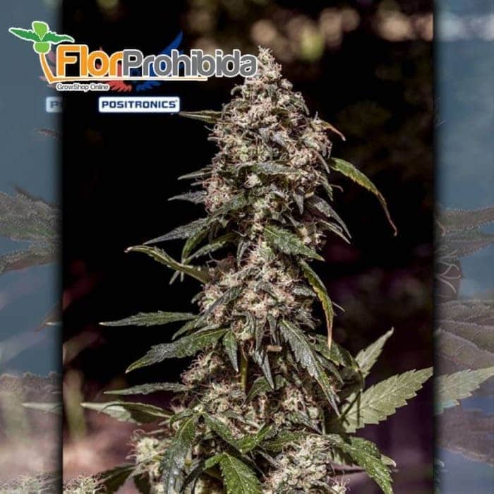 CBD + 1:20 de Positronics - Semillas de marihuana feminizadas.