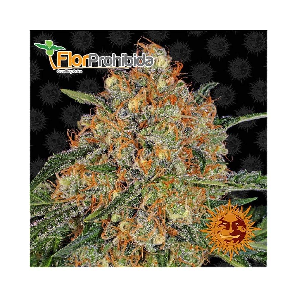 Orange Sherbert de Barney's Farm - Semillas feminizadas de marihuana.