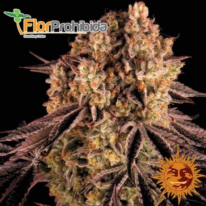Barney's Farm Purple Punch