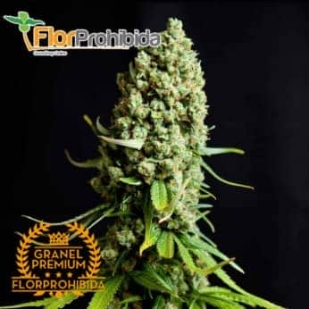 Super Skunk - Semillas de marihuana Granel Premium.