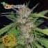 Amnesia Kush - Semillas de marihuana a granel Premium Florprohibida.