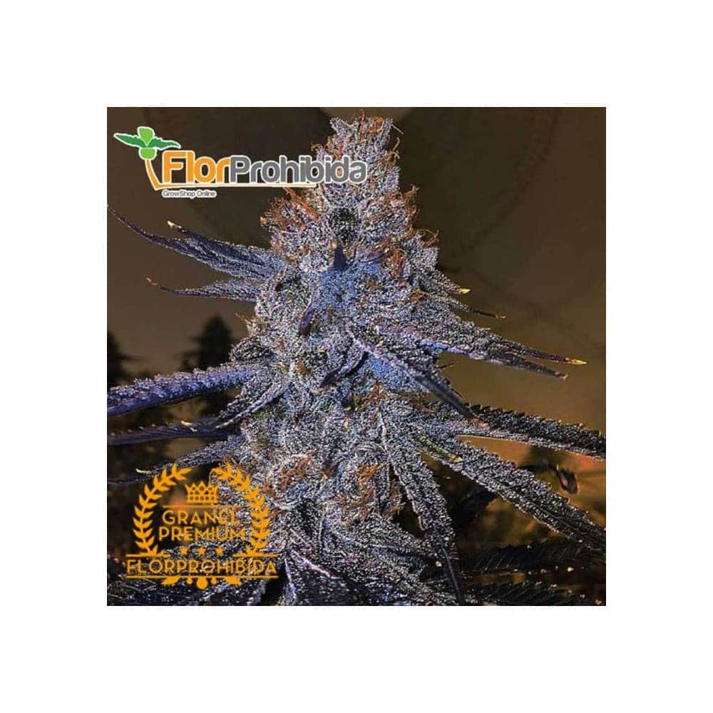 Gelato #33 - Semillas de marihuana a granel Premium Florprohibida.