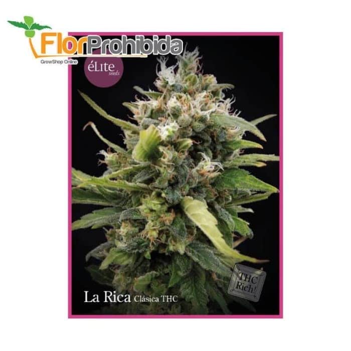 La Rica - Clasica THC de Élite Seeds - Semillas feminizadas de marihuana.