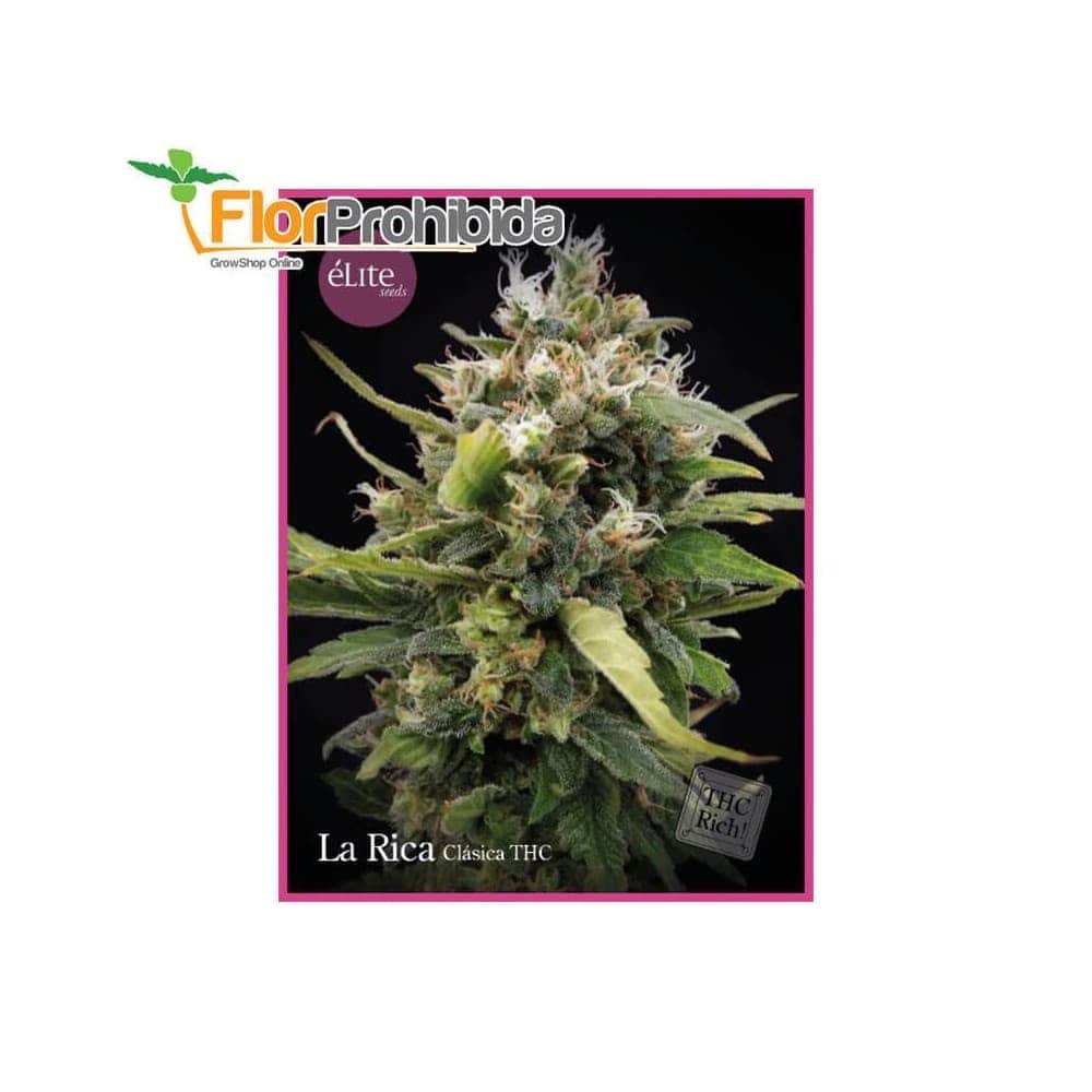 La Rica - Clasica THC de Élite Seeds - Semillas feminizadas de marihuana.