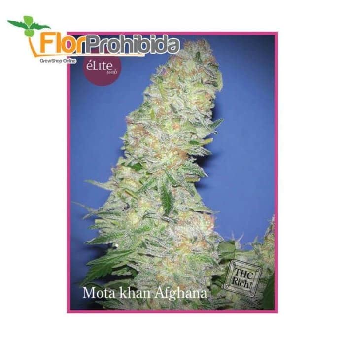 Mota Khan Afghana de Élite Seeds - Semillas de marihuana feminizadas.