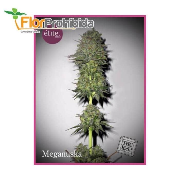 Meganuska de Élite Seeds - Semillas feminizadas de marihuana.