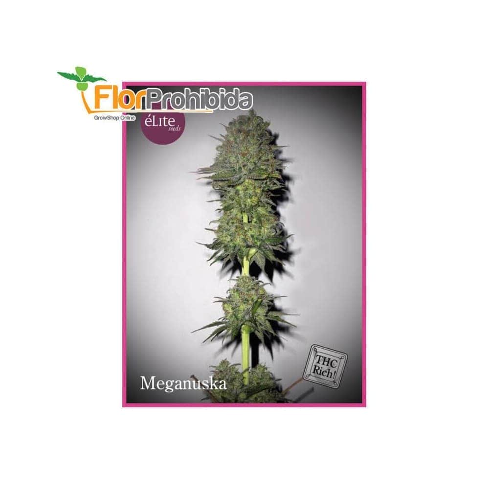 Meganuska de Élite Seeds - Semillas feminizadas de marihuana.