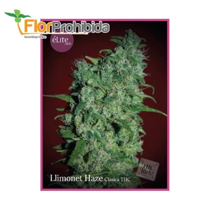 Llimonet Haze - Clásica THC de Élite Seeds - Semillas de marihuana feminizadas.