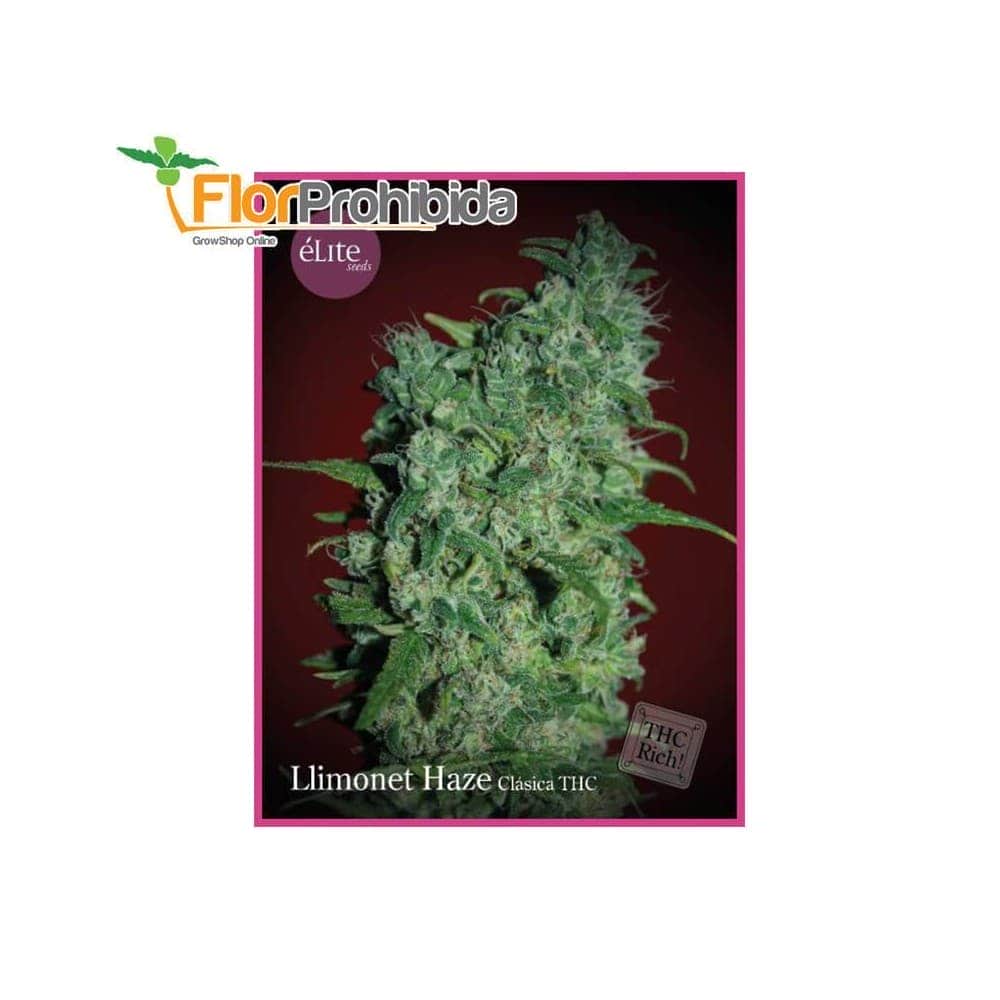 Llimonet Haze - Clásica THC de Élite Seeds - Semillas de marihuana feminizadas.
