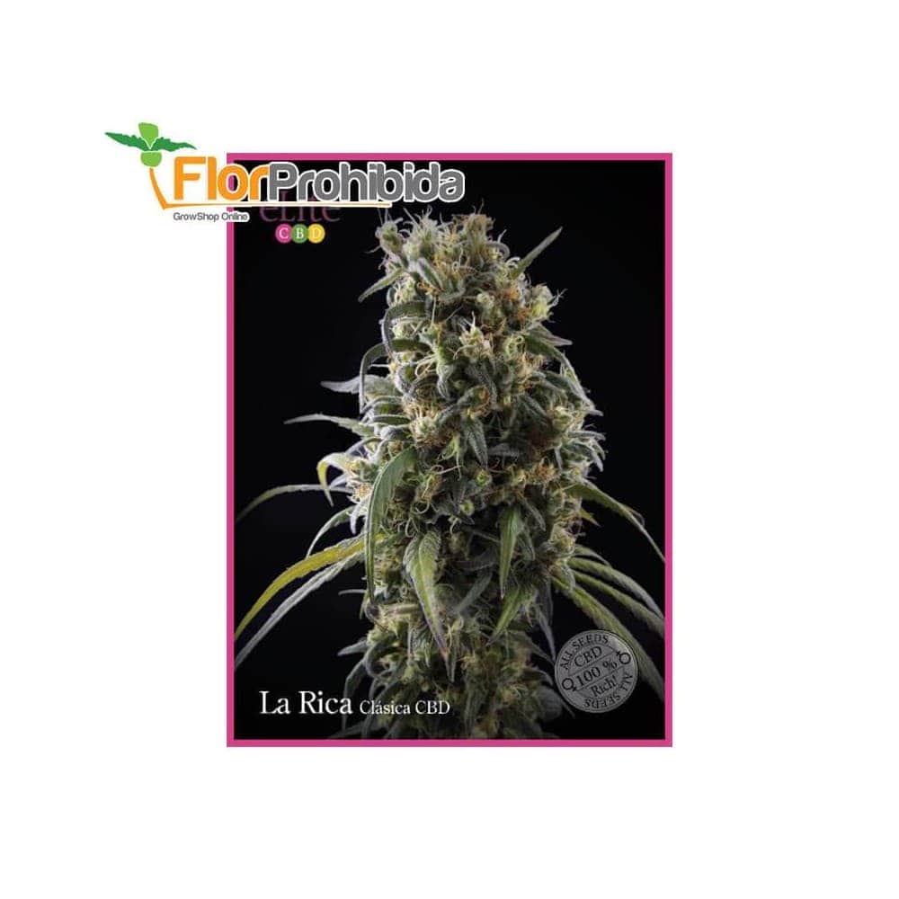 La Rica - Clásica CBD de Élite Seeds - Semillas feminizadas de marihuana.