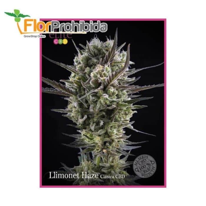 Llimonet Haze - Clásica CBD de Élite Seeds - Semillas feminizadas de marhuana.