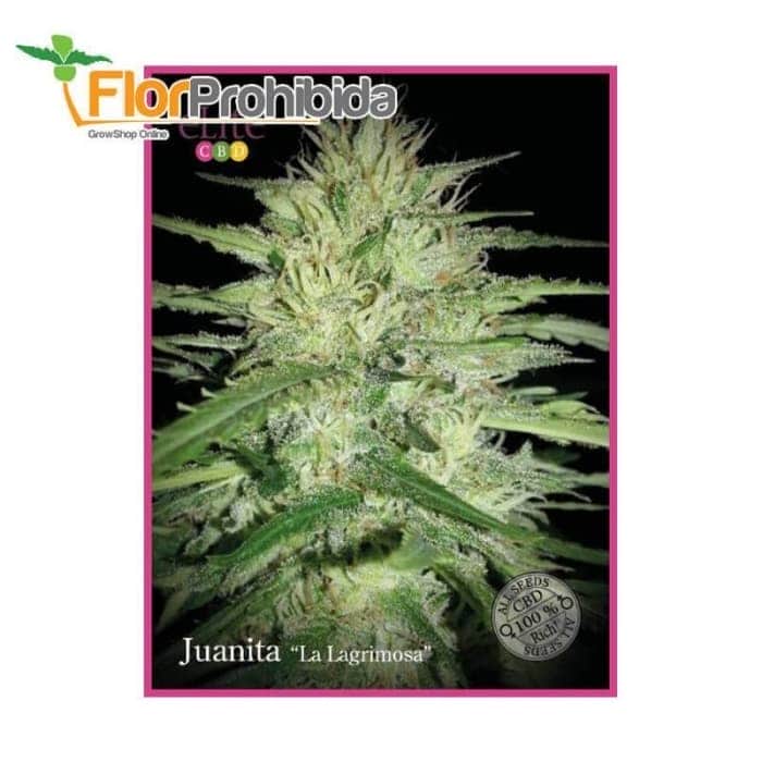 Juanita "La lagrimosa" de Élite Seeds - Semillas feminizadas de marihuana