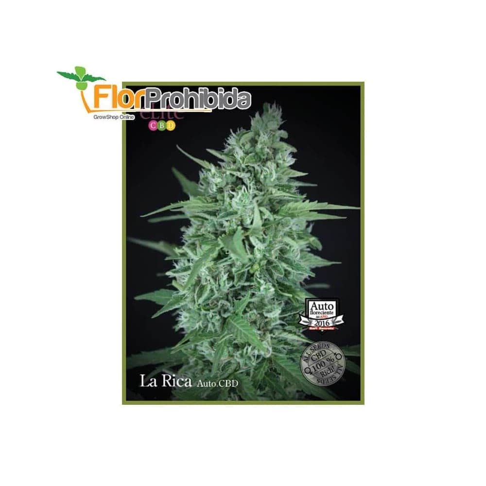 Auto La Rica CBD de Élite Seeds - Semillas de marihuana autofloreciente.