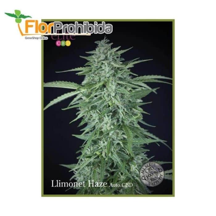 Auto Llimonet Haze CBD de Élite Seeds - Semillas autoflorecientes feminizadas.