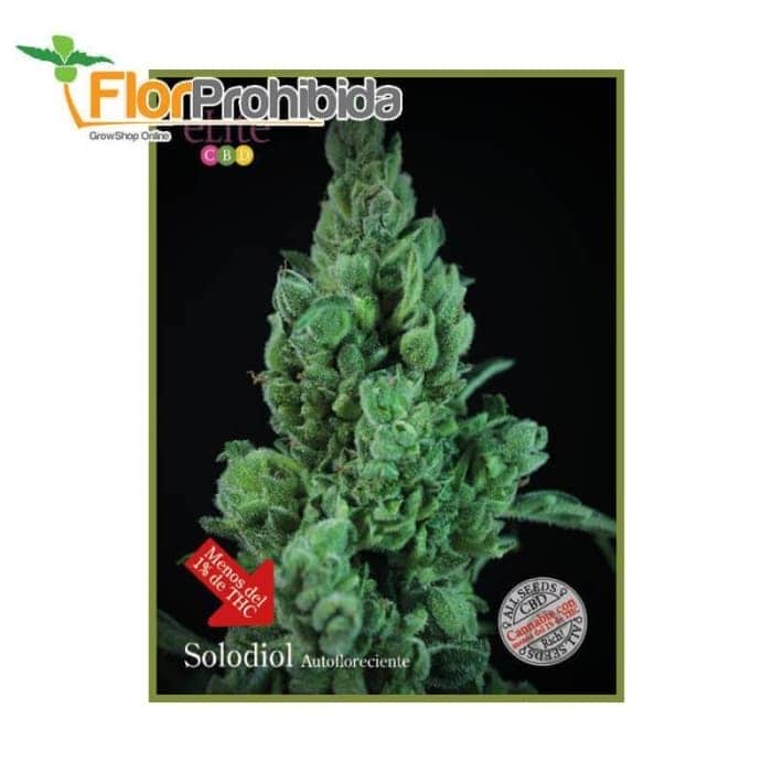 Auto Solodiol de Élite Seeds - Semillas de marihuana autoflorecientes.