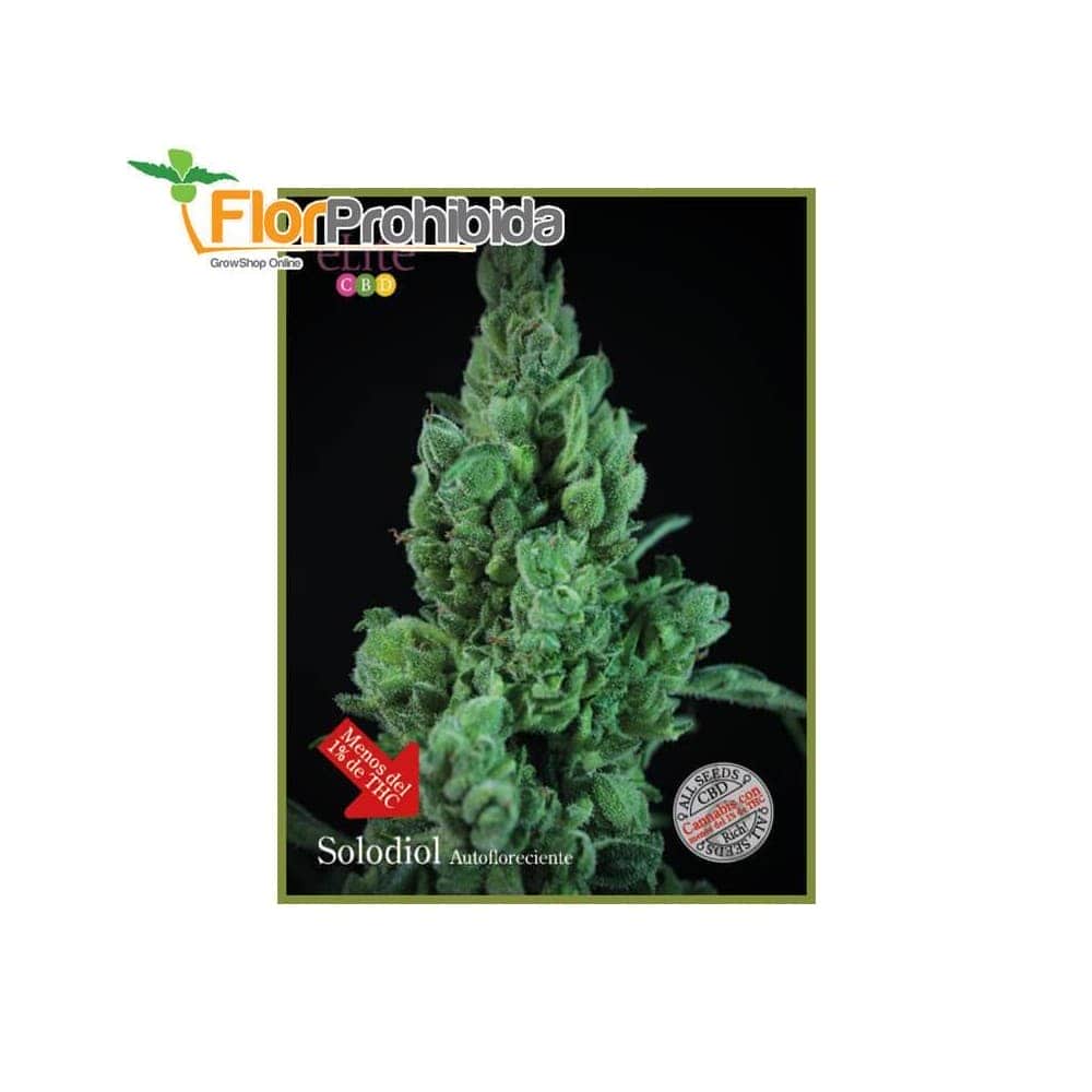 Auto Solodiol de Élite Seeds - Semillas de marihuana autoflorecientes.