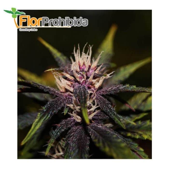Auto Purplediol de Élite Seeds - Semillas feminizadas de marihuana.