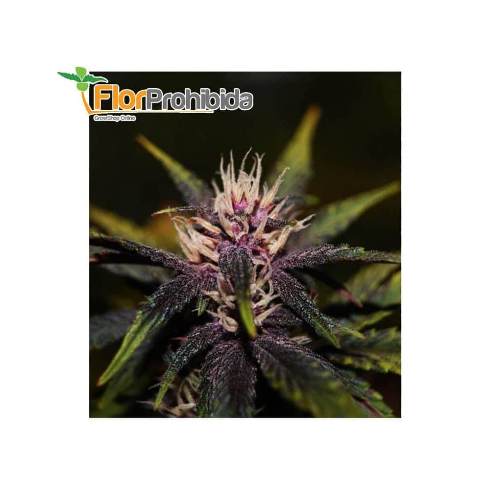 Auto Purplediol de Élite Seeds - Semillas feminizadas de marihuana.