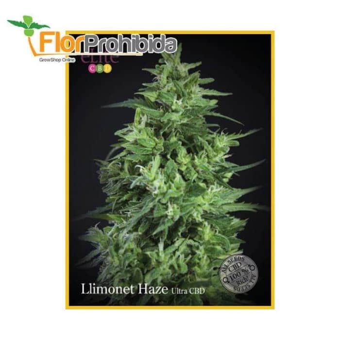 Llimonet Haze - Ultra CBD. Semillas feminizadas de marihuan.