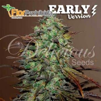 Eleven Roses Early Version de Delicious Seeds - Semillas de marihuana feminizadas.