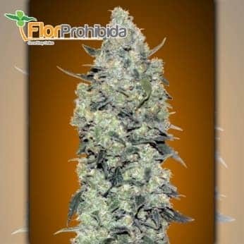 Auto Critical Mass de Advanced Seeds - Semillas de marihuana autofloreciente.