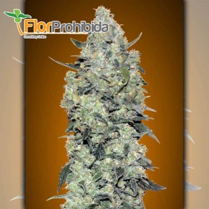 Auto Critical Mass de Advanced Seeds - Semillas de marihuana autofloreciente.