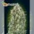 Auto Gelato 33 de Advanced Seeds - Semillas marihuana autofloreciente