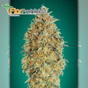 Auto Gorilla Blue Advanced Seeds - Semillas de marihuana autofloreciente