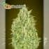 Auto Pineaple Glue Advanced Seeds - Semillas marihuana autofloreciente