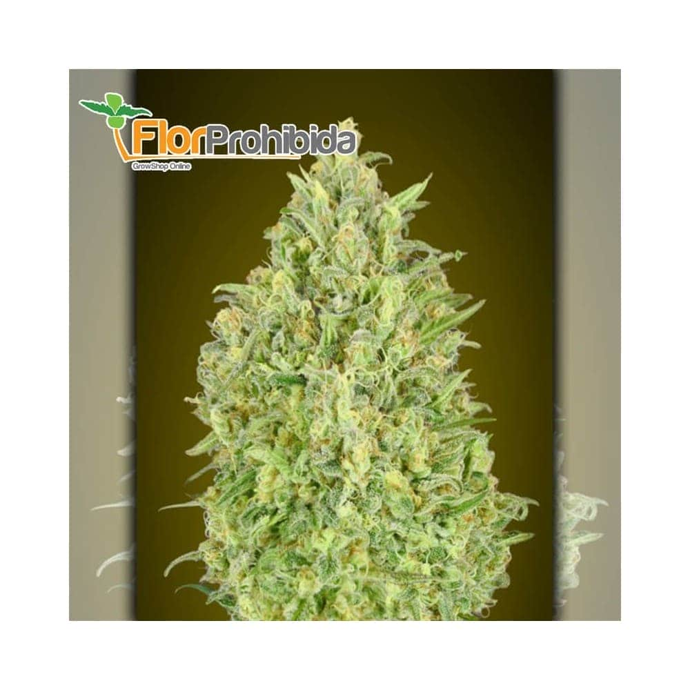 Auto Pineaple Glue Advanced Seeds - Semillas marihuana autofloreciente