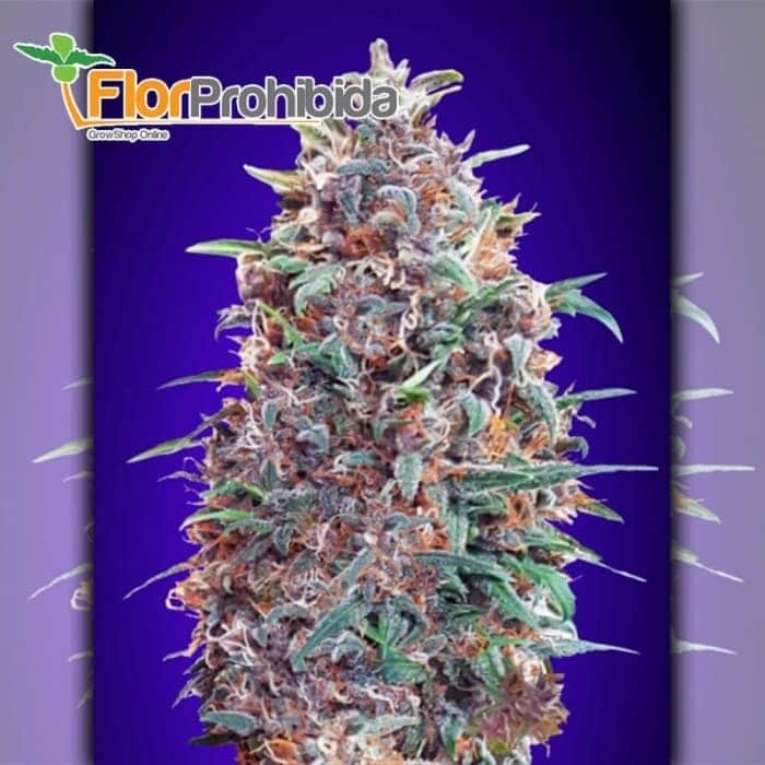 Auto Purple Diesel Advanced Seeds - Semillas marihuana autofloreciente