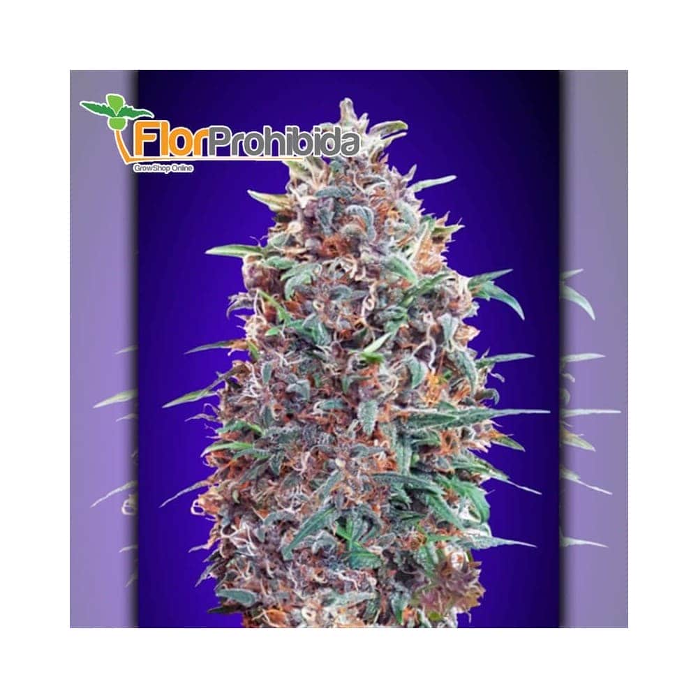 Auto Purple Diesel Advanced Seeds - Semillas marihuana autofloreciente