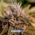 Auto Jack Diesel Express de Positronic Seeds - Semillas de marihuana autofloreciente