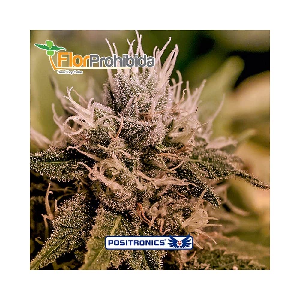 Auto Jack Diesel Express de Positronic Seeds - Semillas de marihuana autofloreciente