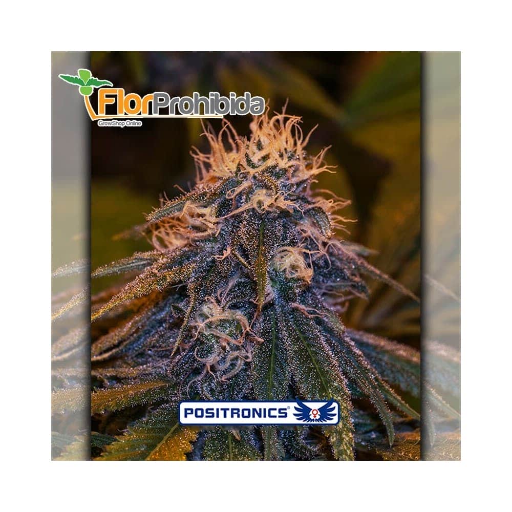 Auto Critical 47 Express de Positronics Seeds - Semillas de marihuana autofloreciente