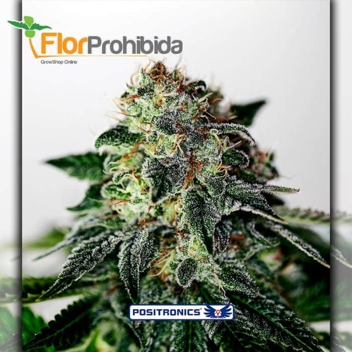 Auto Mystic Cookie Express - Semillas de marihuana autofloreciente.