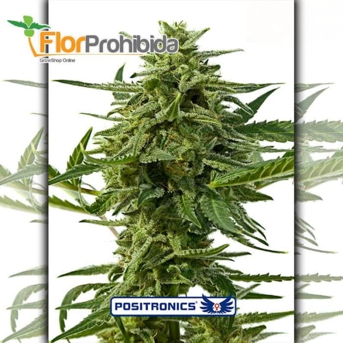 Auto Northern Haze Express- Semillas de marihuana autoflorecientes