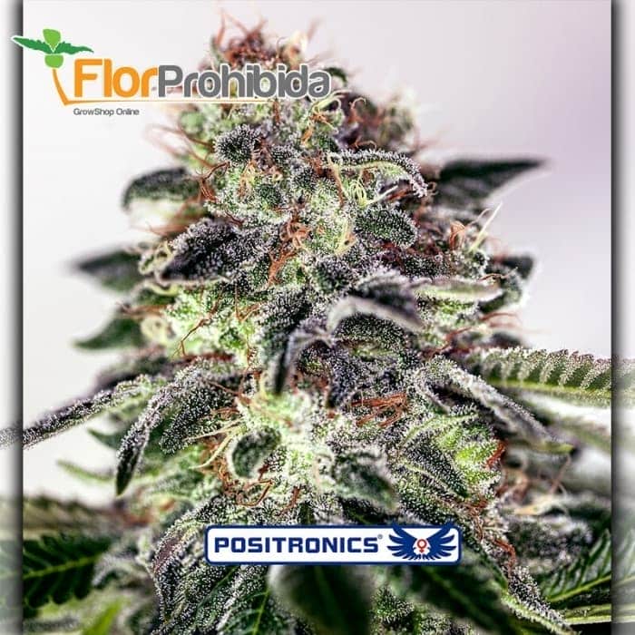 Auto Sticky Dream Express de Positronics Seeds - Semillas de marihuana autofloreciente