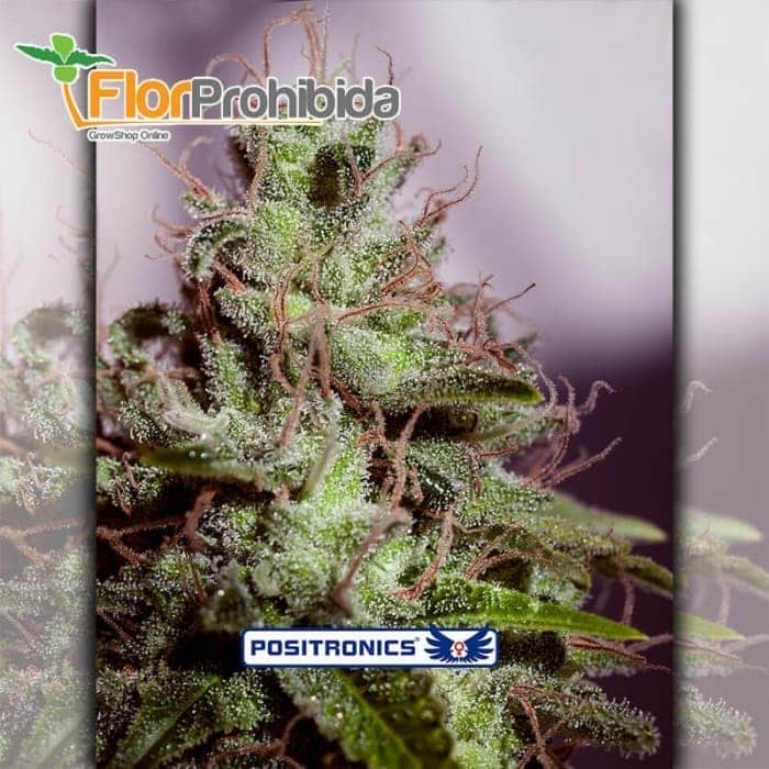 Auto Super Cheese Positronic Seeds - Semillas de marihuana feminizadas