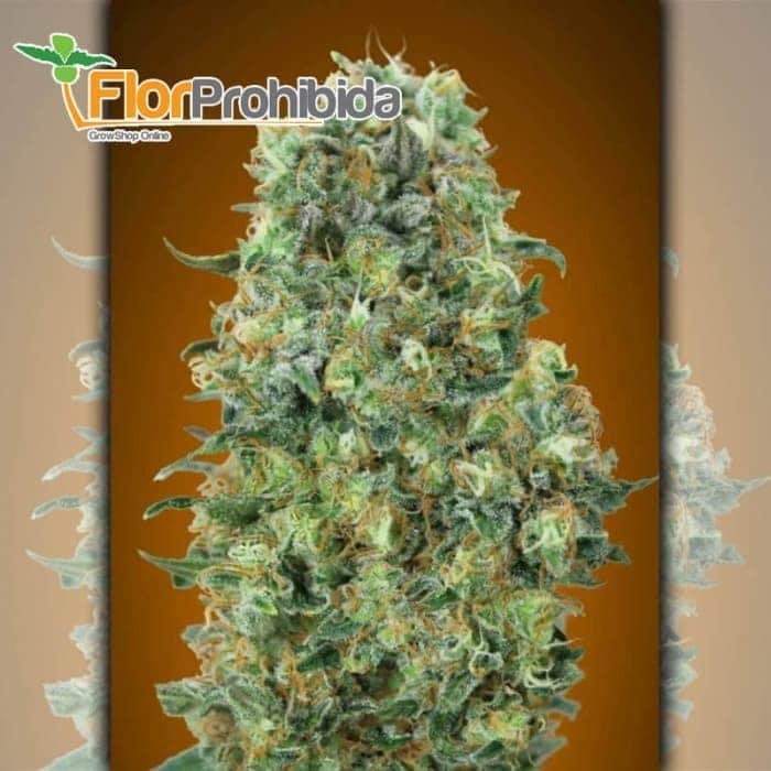 Critical Mass Advanced Seeds - Semillas de marihuana feminizadas