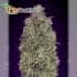 Critical purple kush Advanced Seeds - Semillas de marihuana feminizadas 