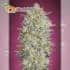 Gelato 33 Advanced Seeds - Semillas de marihuana feminizadas