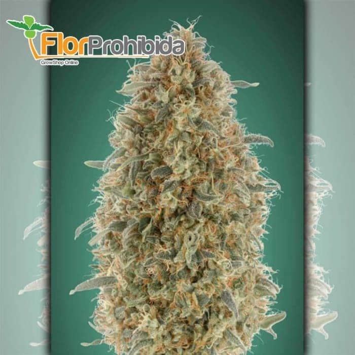 Gorilla Blue Advanced Seeds - Semillas de marihuana feminizadas
